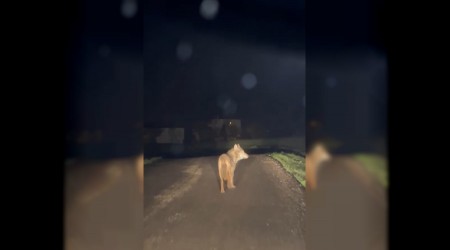 Yerle�im yerine inen kurt cep telefonu ile g�r�nt�lendi