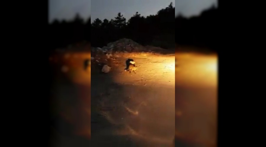 Karsna kan tilkiyi ekmekle besledi