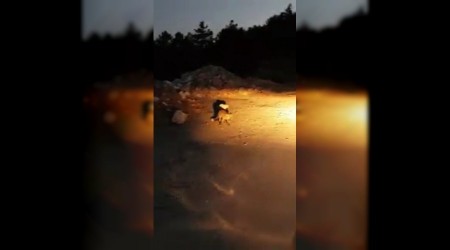Karsna kan tilkiyi ekmekle besledi