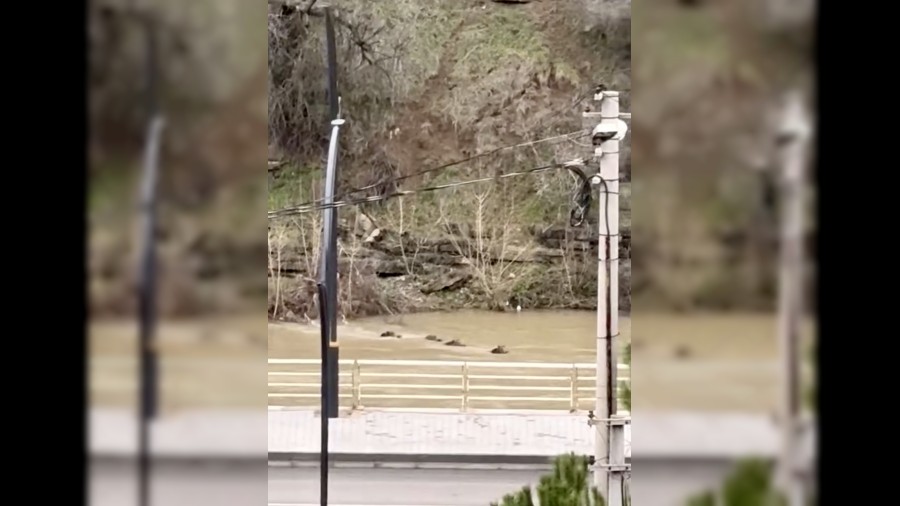 Filyos �ay�'n� y�zerek ge�en yaban domuzlar� kamerada